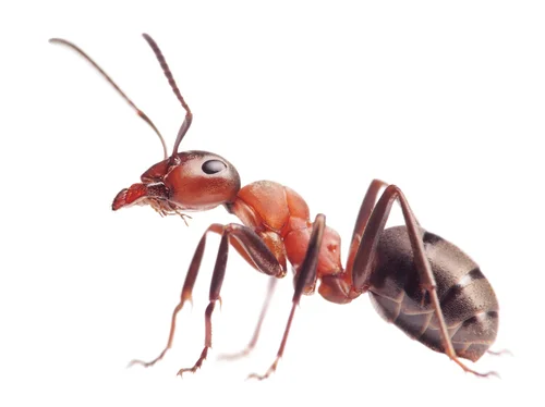 Consejos para eliminar y ahuyentar hormigas.