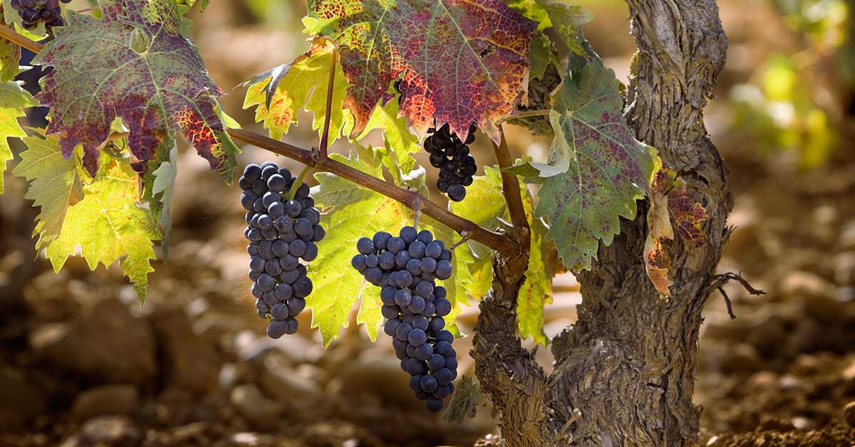 Las mejores visitas a bodegas de vino en La Rioja