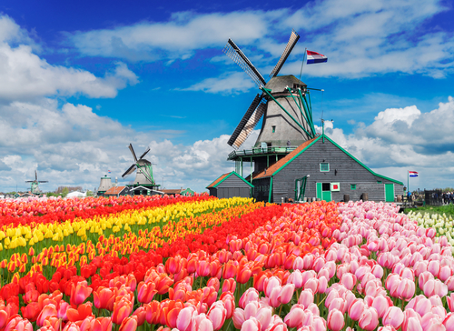 campos de tulipanes y molinos holandeses