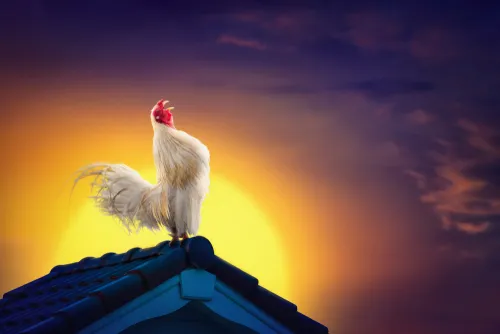 ¿Por qué cantan los gallos al amanecer?