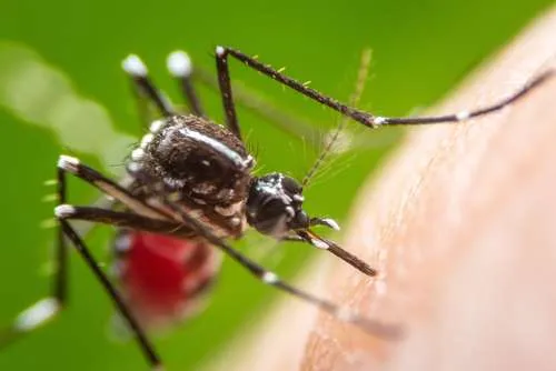 Trucos para acabar con los mosquitos