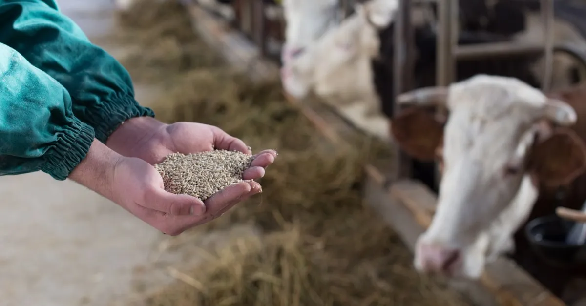 Tipos de pienso y alimentación animal y TOP 3 empresas del sector en Asturias