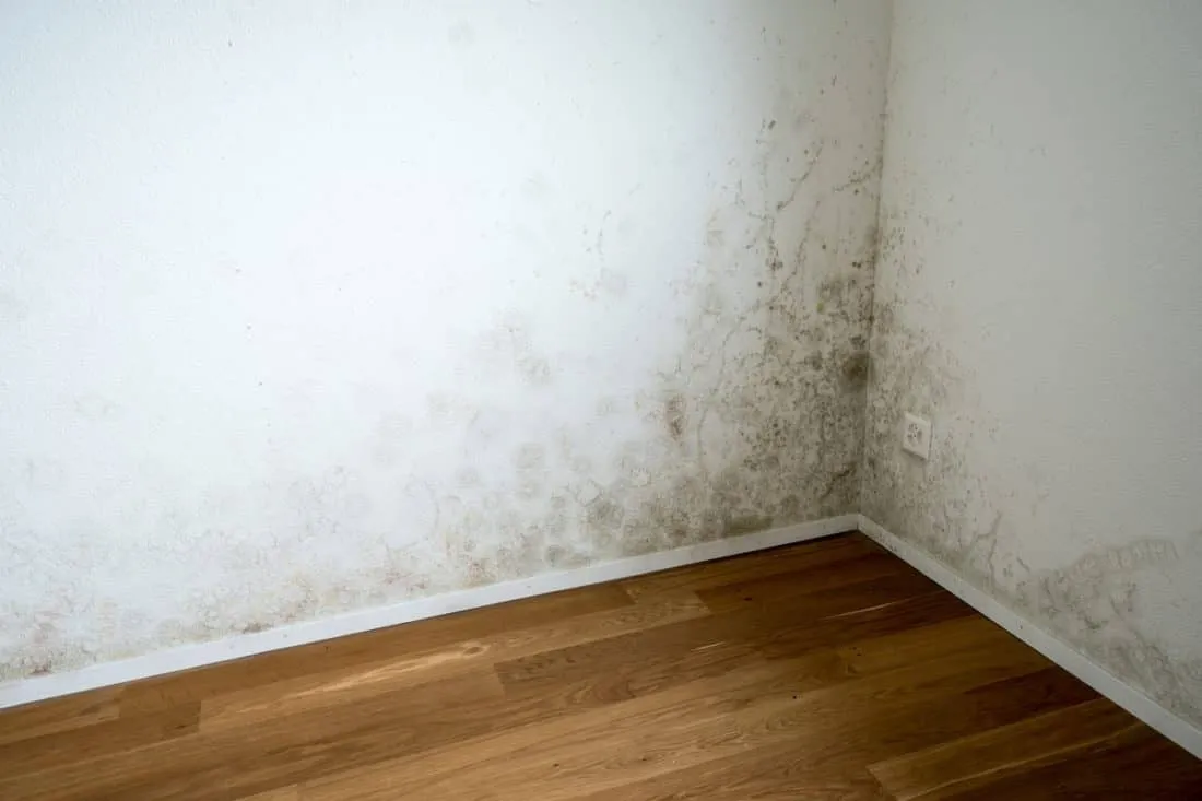 Cómo eliminar humedades en las paredes