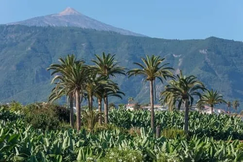 Especies y tipos de palmeras en España